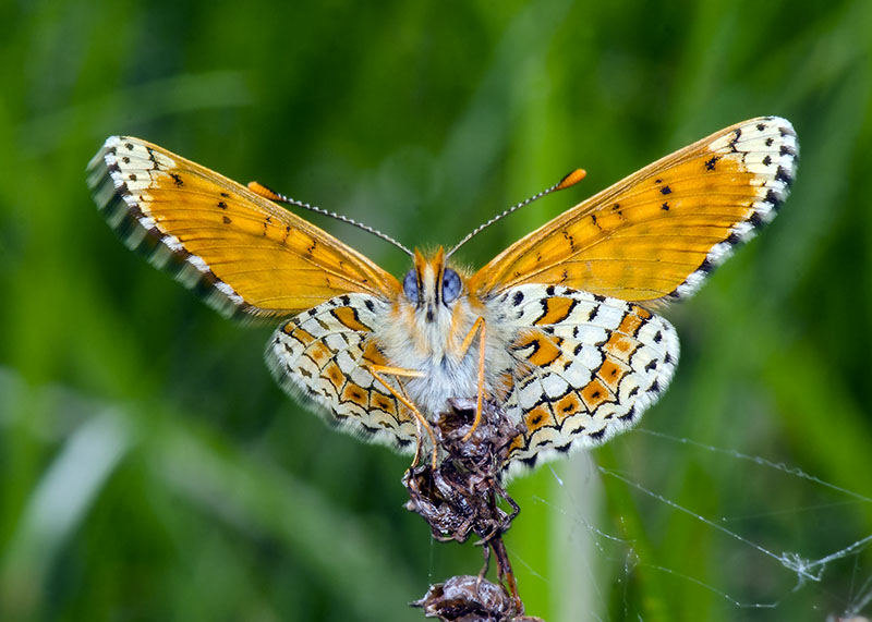 Melitaea cinxia